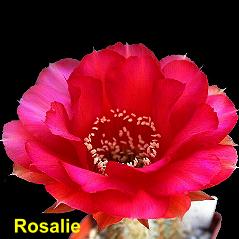 Rosalie.4.1.jpg 